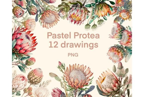 Protea Clipart Watercolor 12 PNG for Etsy & Print-on-Demand Sellers