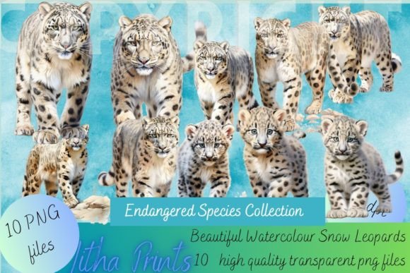 Watercolour Snow Leopards: A Designer’s Real-World Review